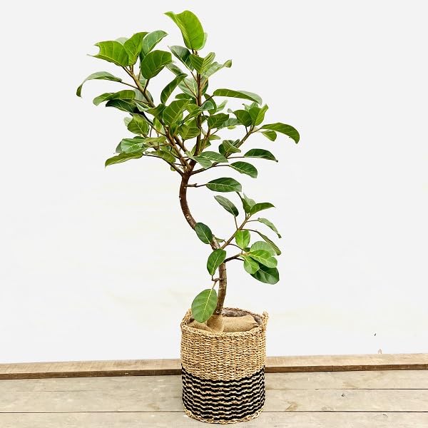 Amazon｜おしゃれ 観葉植物：フィカス アフリカンプリンス*バスケット